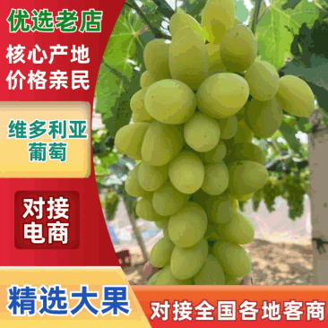 【维多利亚葡萄】河北葡萄/饶阳维多利亚葡萄/对接全网