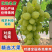 【维多利亚葡萄】河北葡萄/饶阳维多利亚葡萄/对接全网