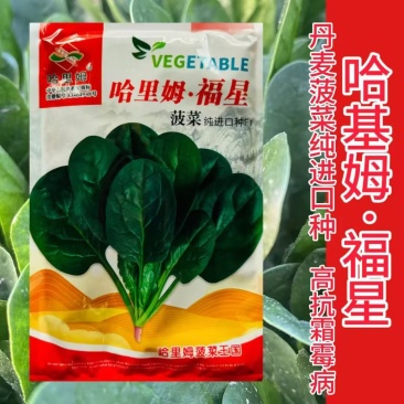 哈里姆福星菠菜种子进口耐热耐寒抗病半圆叶菠菜种子春秋播种
