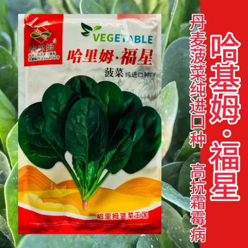 哈里姆福星菠菜种子进口耐热耐寒抗病半圆叶菠菜种子春秋播种