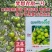 梦想青甜二号樱桃番茄种子超甜青色小番茄种子籽甜甜浓郁糖度