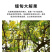 便秘果新便秘果切断腊肠果品质保障假一赔十