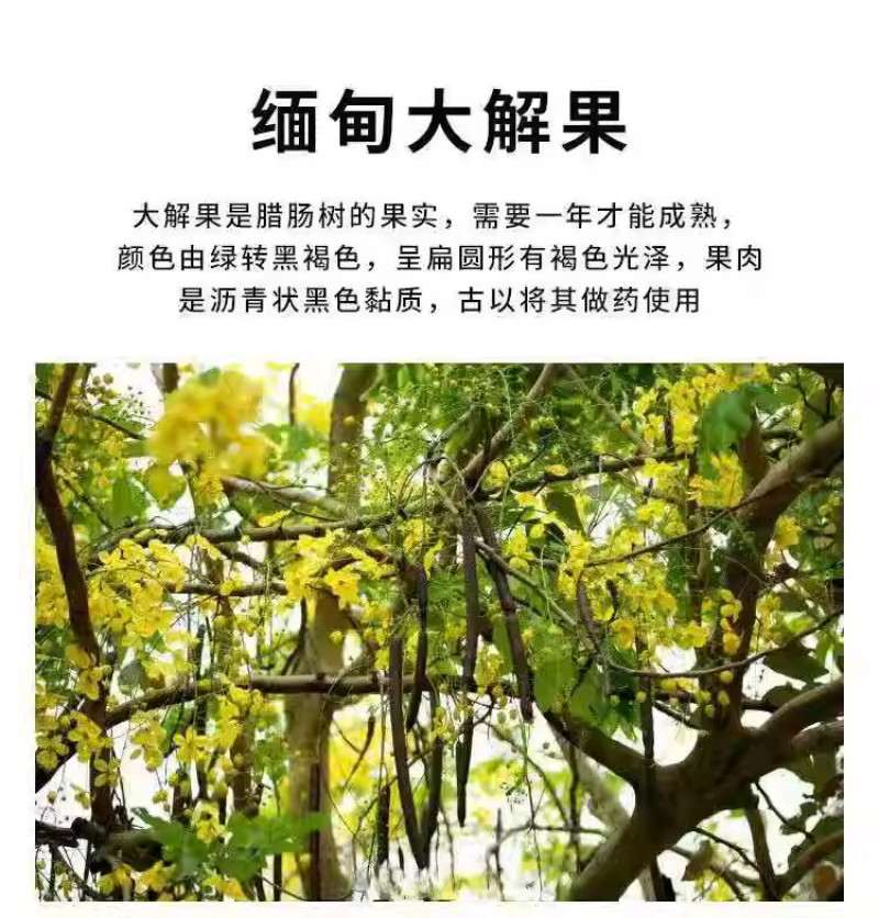 便秘果新便秘果切断腊肠果品质保障假一赔十