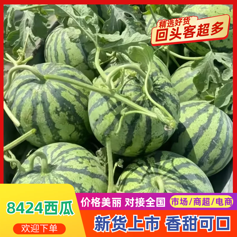 【精选】西瓜四川8424西瓜-产地直发-价格优惠-可视频看货