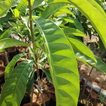 鸡蛋果苗全国发货，对接批发商，欢迎联系，价格可谈