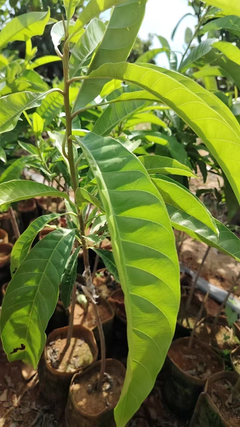 鸡蛋果苗全国发货，对接批发商，欢迎联系，价格可谈