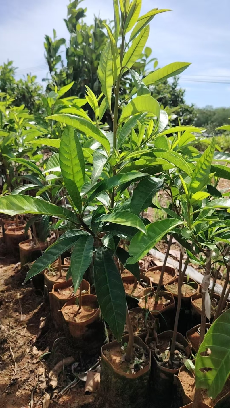 鸡蛋果苗全国发货，对接批发商，欢迎联系，价格可谈