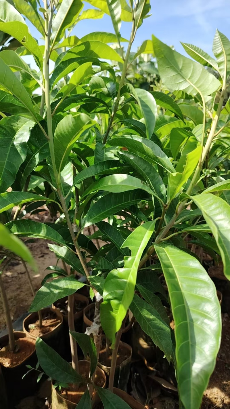 鸡蛋果苗全国发货，对接批发商，欢迎联系，价格可谈