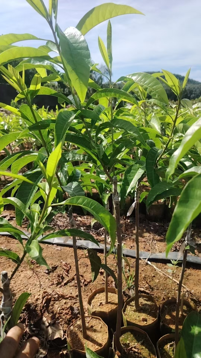 鸡蛋果苗全国发货，对接批发商，欢迎联系，价格可谈