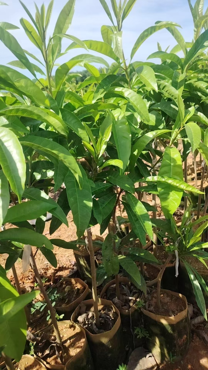 鸡蛋果苗全国发货，对接批发商，欢迎联系，价格可谈