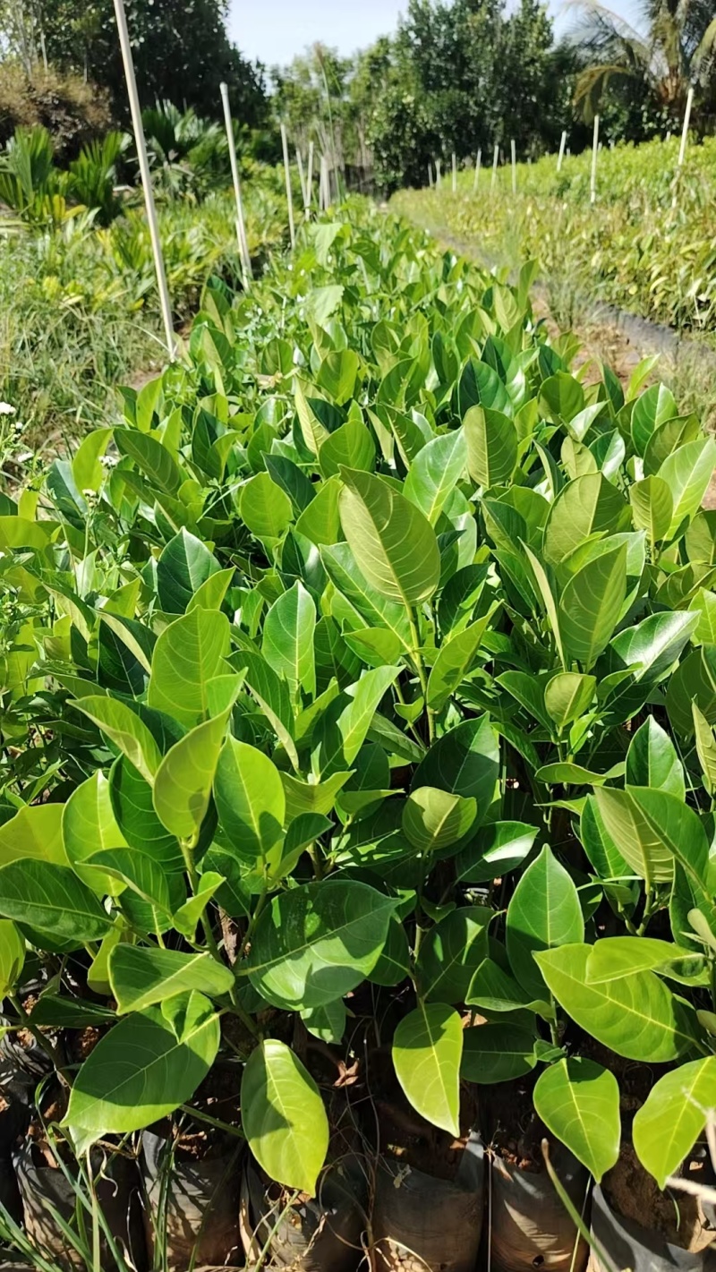 榴莲蜜苗，全国发货，对接批发商，欢迎联系，价格可谈