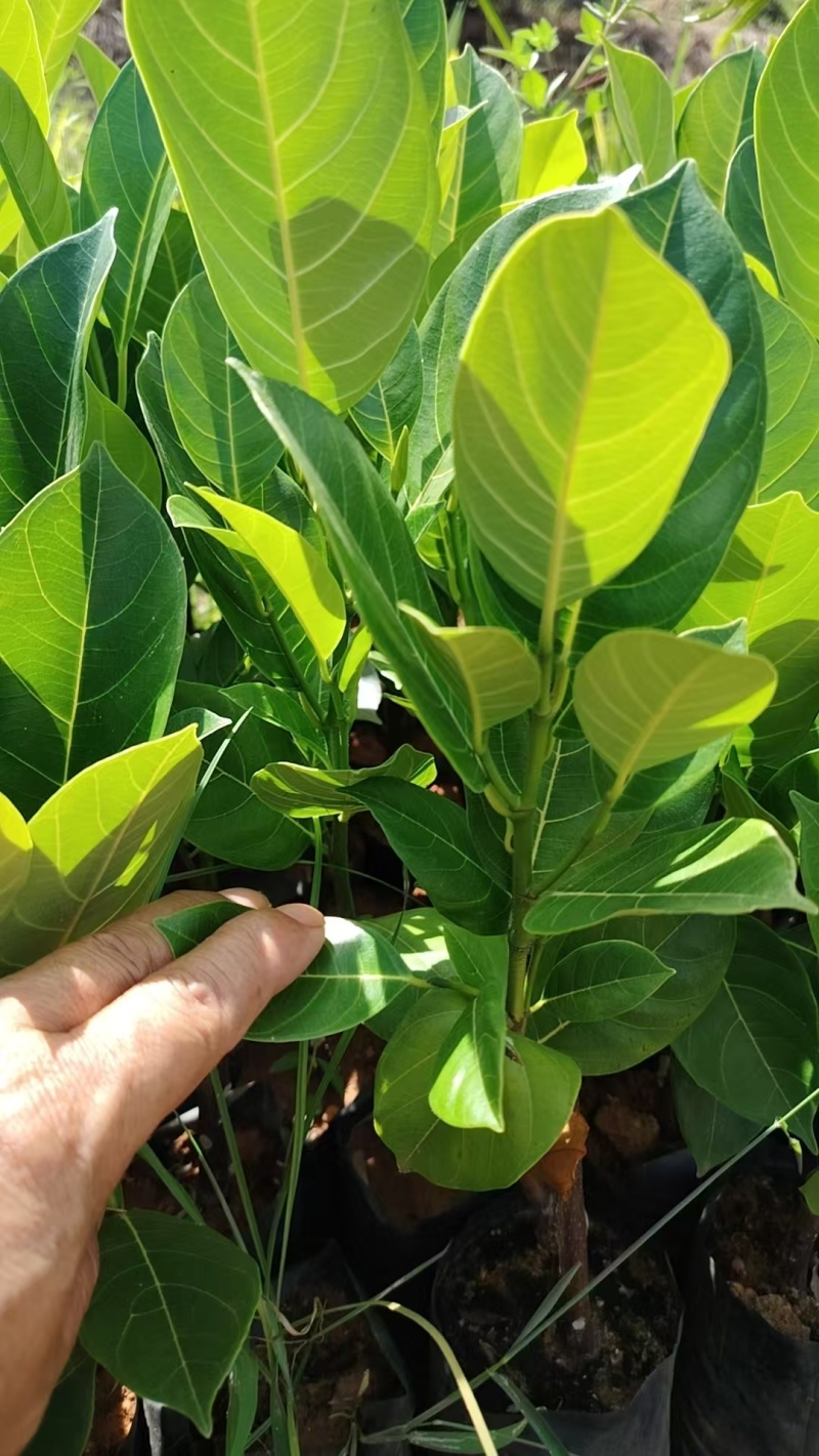 榴莲蜜苗，全国发货，对接批发商，欢迎联系，价格可谈
