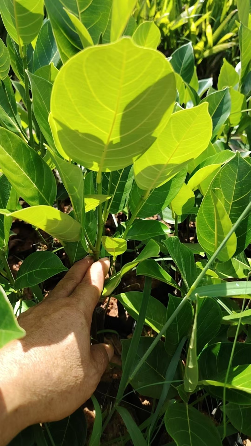 榴莲蜜苗，全国发货，对接批发商，欢迎联系，价格可谈