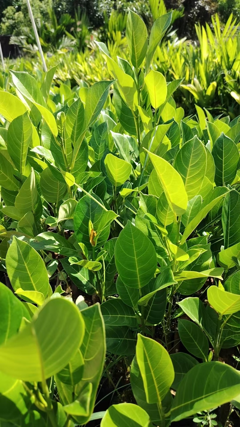 榴莲蜜苗，全国发货，对接批发商，欢迎联系，价格可谈