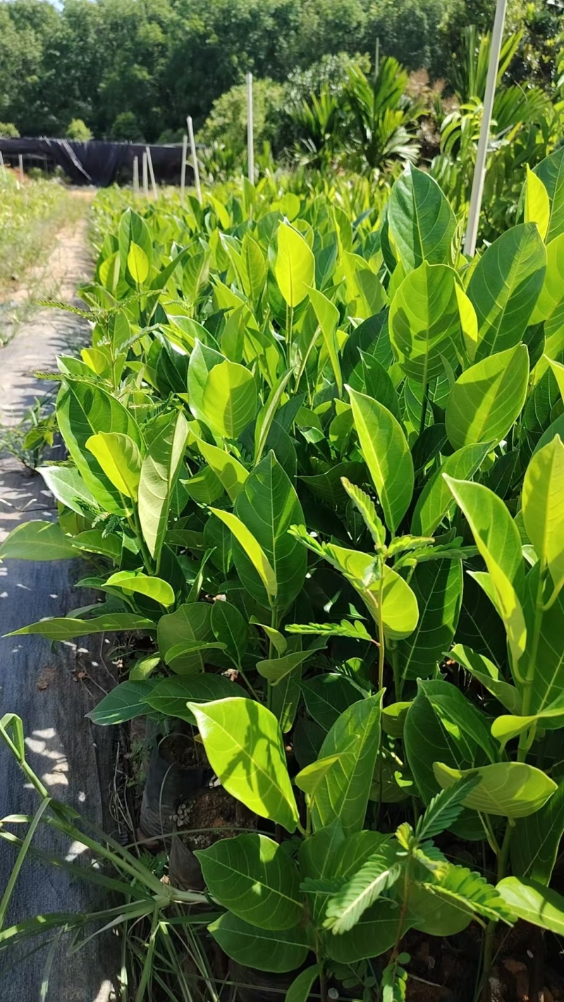 榴莲蜜苗，全国发货，对接批发商，欢迎联系，价格可谈