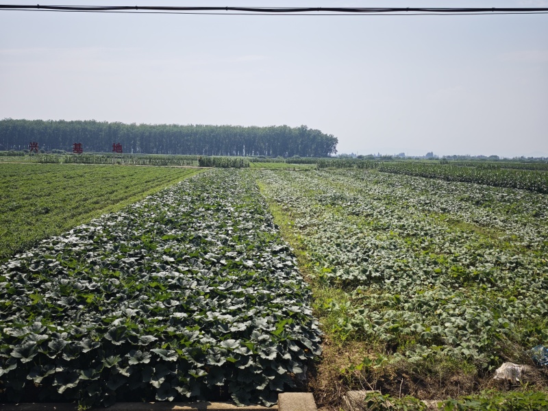 盘龙南瓜大量供应，基地直发，保质保量，对接各大批发市场