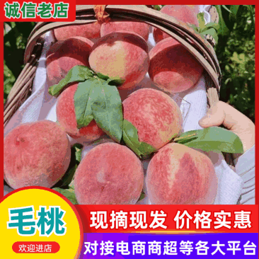 【毛桃】陕西精品桃红不软桃/突围桃/春雪桃/各种规格齐全