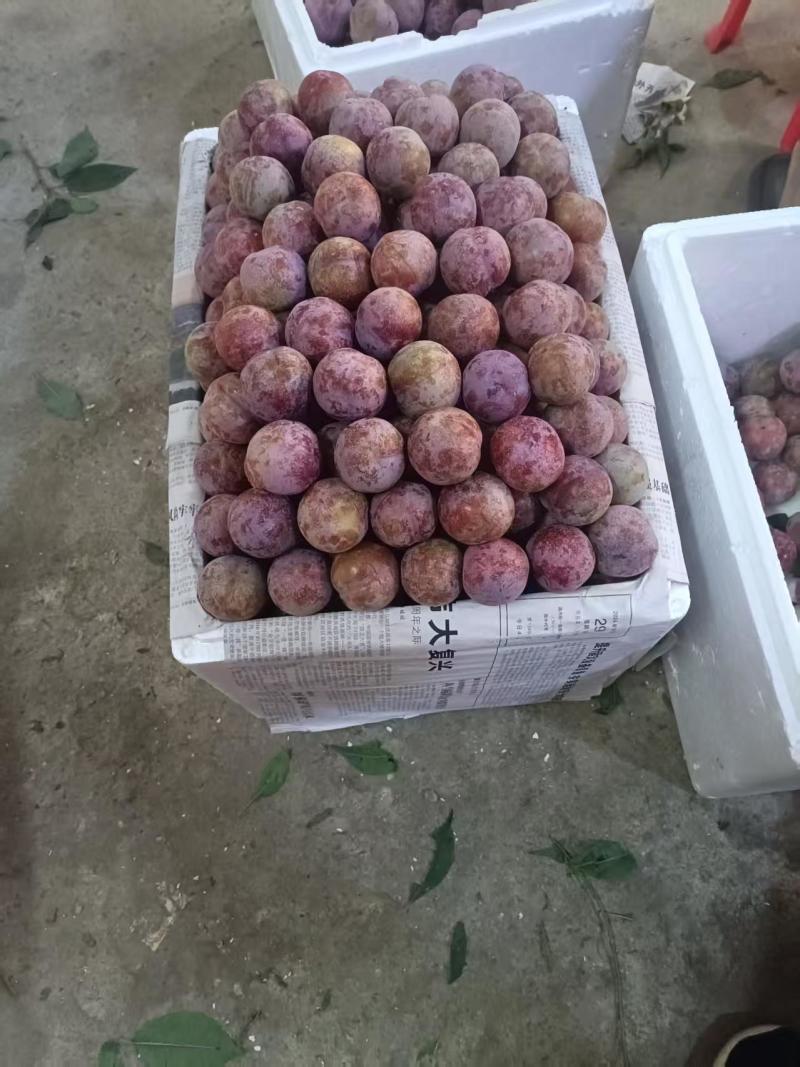 广东精品脆甜三华李李子产地直发货源充足欢迎来电