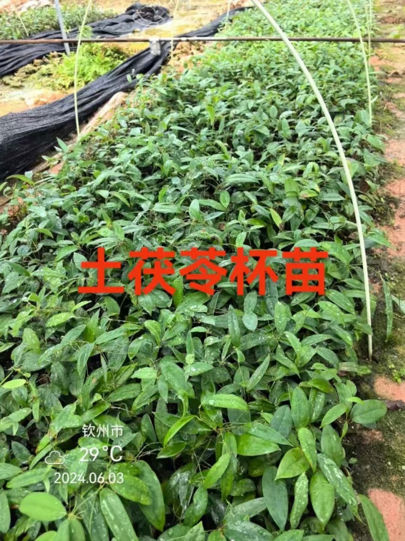土茯苓苗大量上市，产地直发，品质保障，欢迎咨询