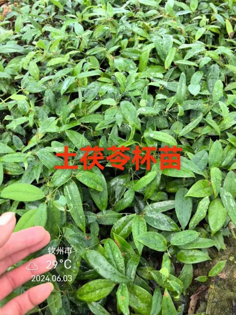 土茯苓苗大量上市，产地直发，品质保障，欢迎咨询