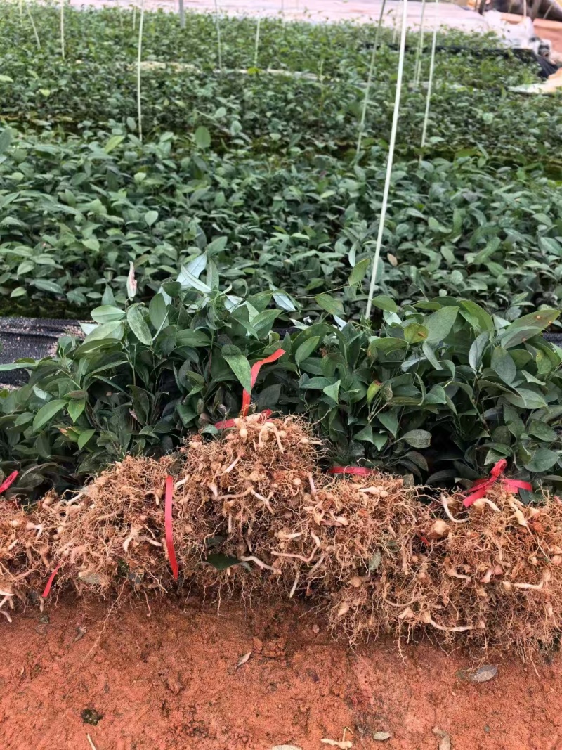 土茯苓苗大量上市，产地直发，品质保障，欢迎咨询