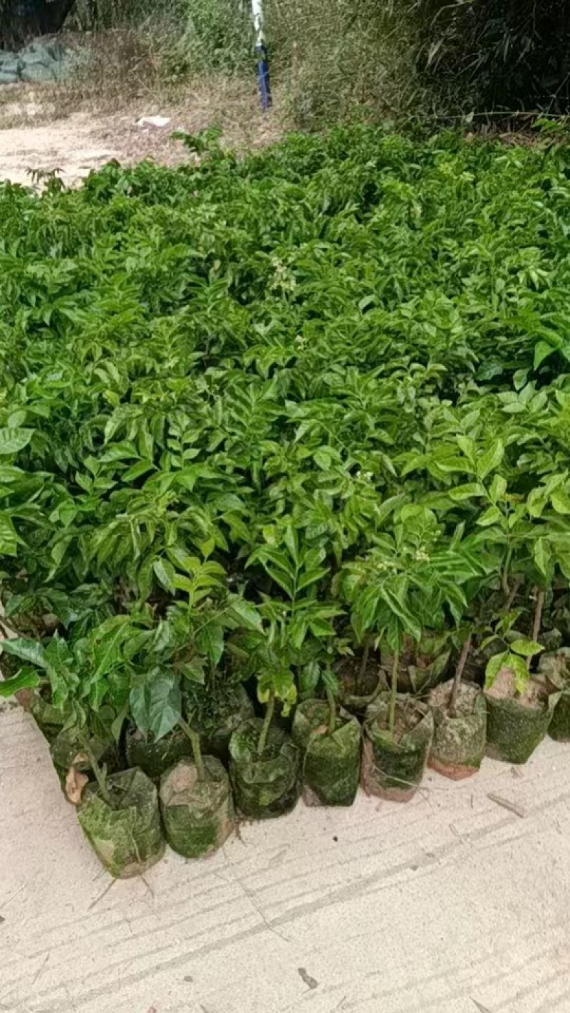 贵妃三号，黄皮苗大量上市，基地直发，量大从优