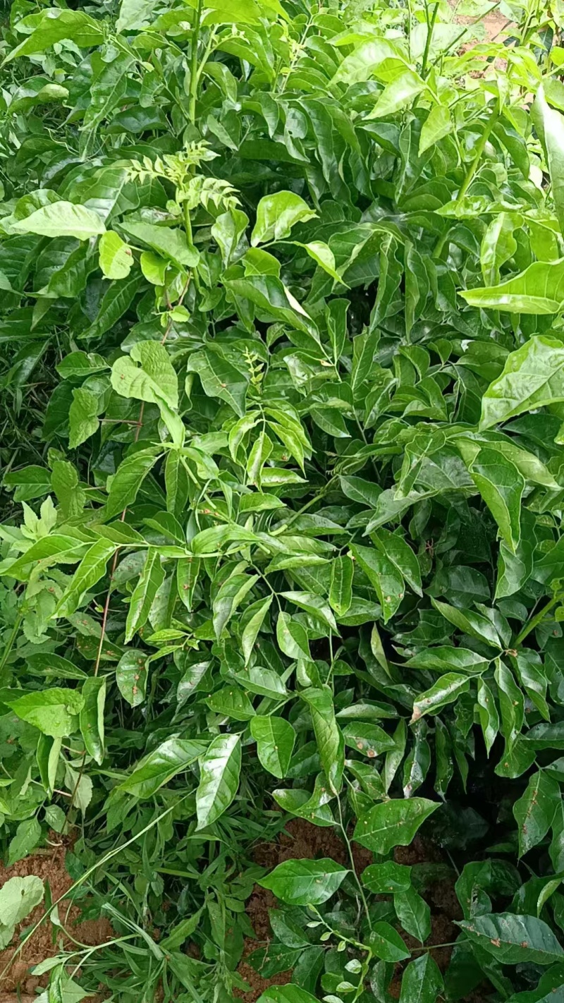 贵妃三号，黄皮苗大量上市，基地直发，量大从优