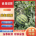 【西瓜】河南精品美都麒麟西瓜/合作社万亩基地种植直发