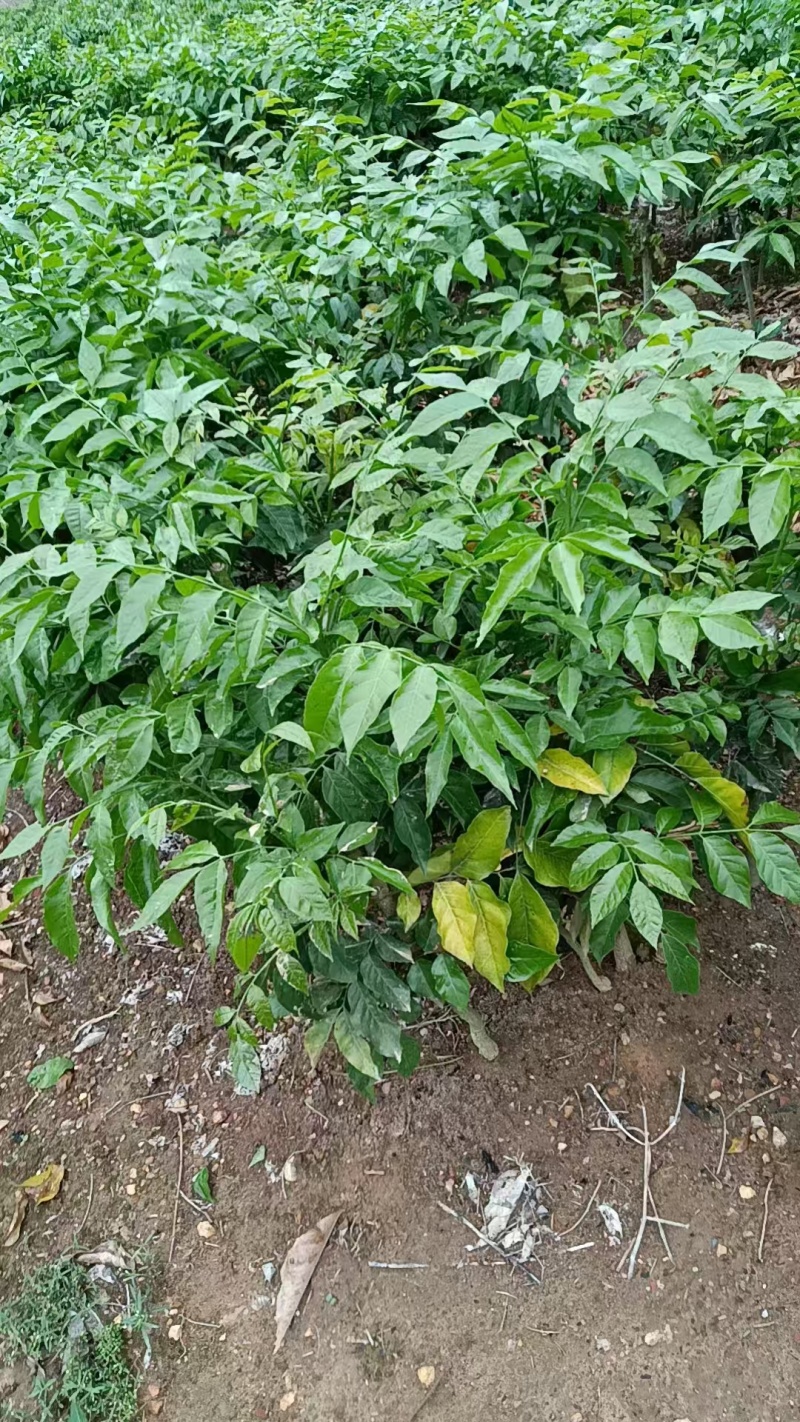 贵妃三号，黄皮苗大量上市，基地直发，量大从优