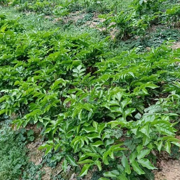 贵妃三号，黄皮苗大量上市，基地直发，量大从优
