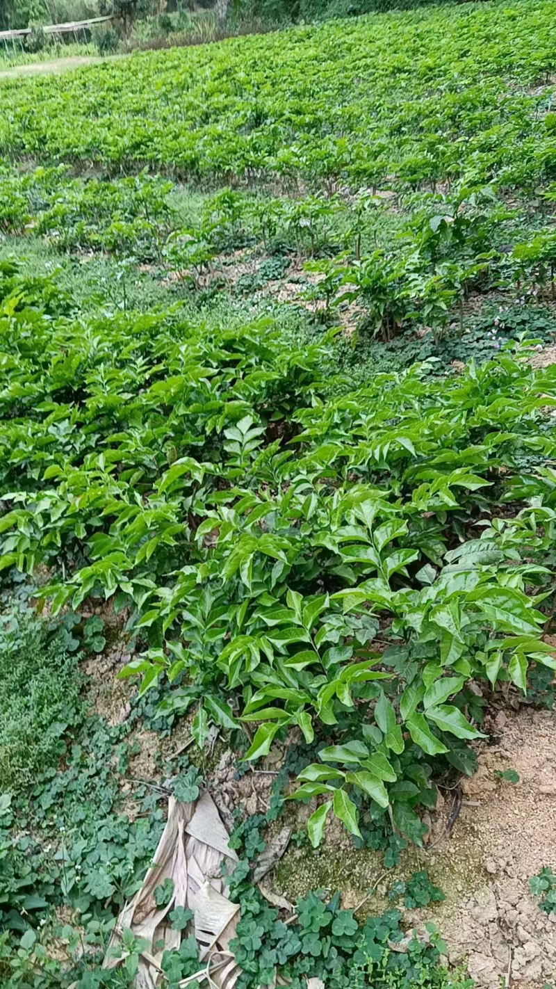 贵妃三号，黄皮苗大量上市，基地直发，量大从优