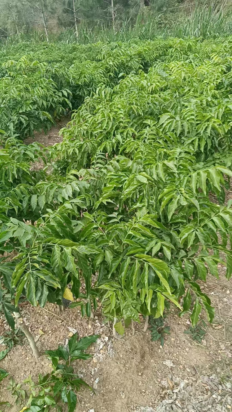 贵妃三号，黄皮苗大量上市，基地直发，量大从优