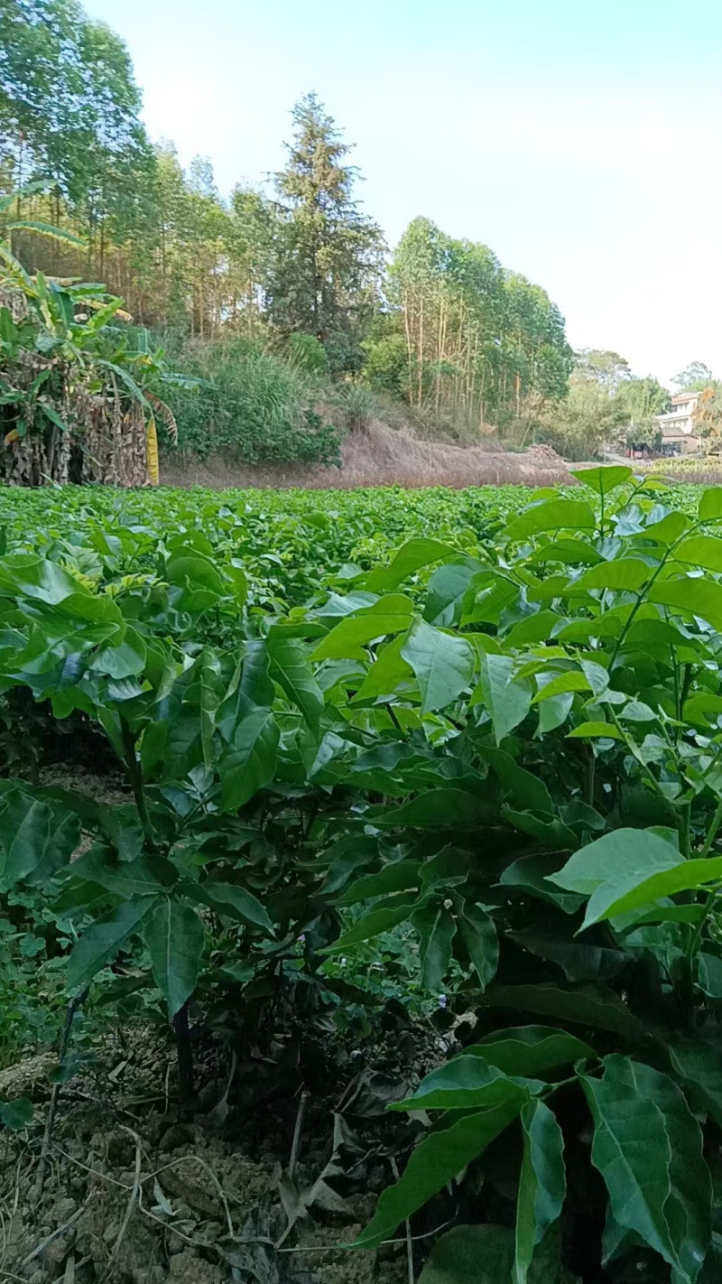 贵妃三号，黄皮苗大量上市，基地直发，量大从优