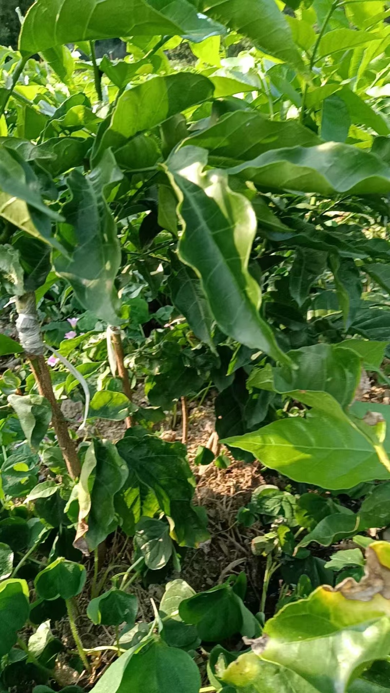 贵妃三号，黄皮苗大量上市，基地直发，量大从优