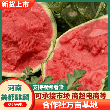 【西瓜】河南精品美都麒麟西瓜/合作社万亩基地种植直发
