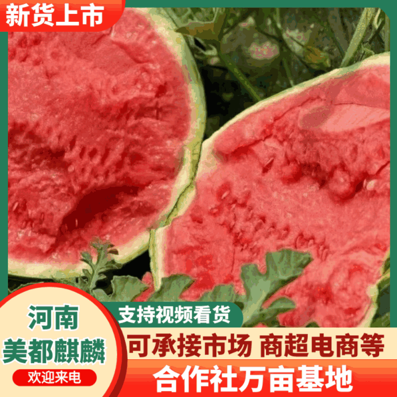 【西瓜】河南精品美都麒麟西瓜/合作社万亩基地种植直发