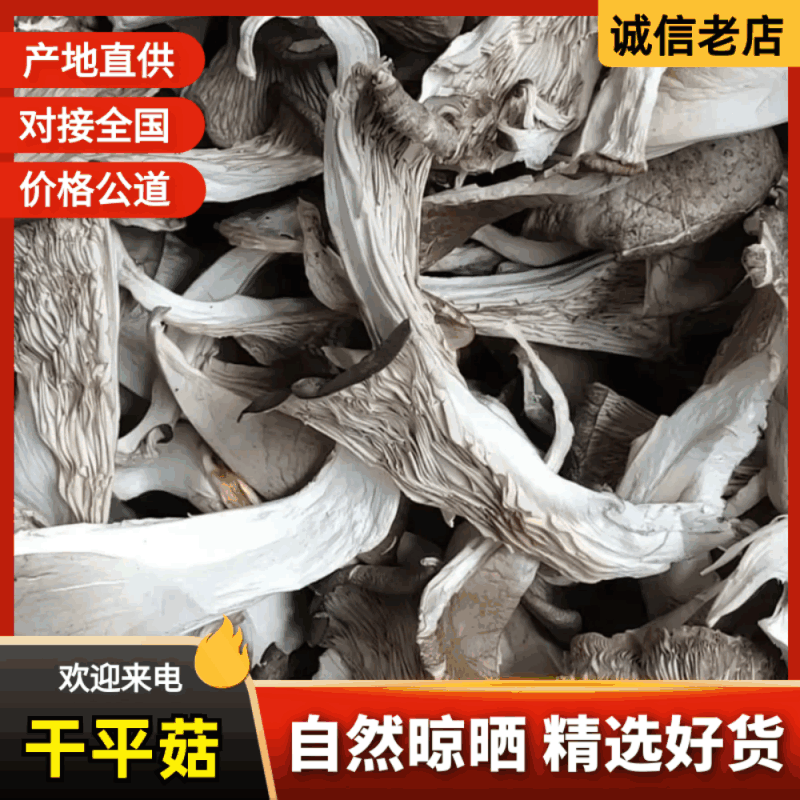 平菇/鲜平菇/基地直供品质优可视频看货基地直供