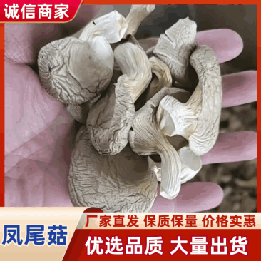凤尾菇大量供应，质优价廉，千亩基地货源稳定，长期合作。