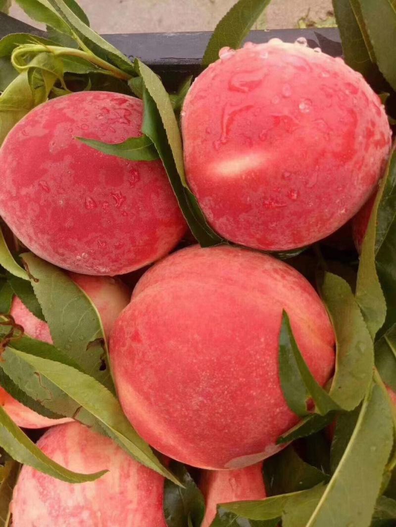 湖北精品毛桃霸王🍑突围桃/产地直发货源充足量大价优