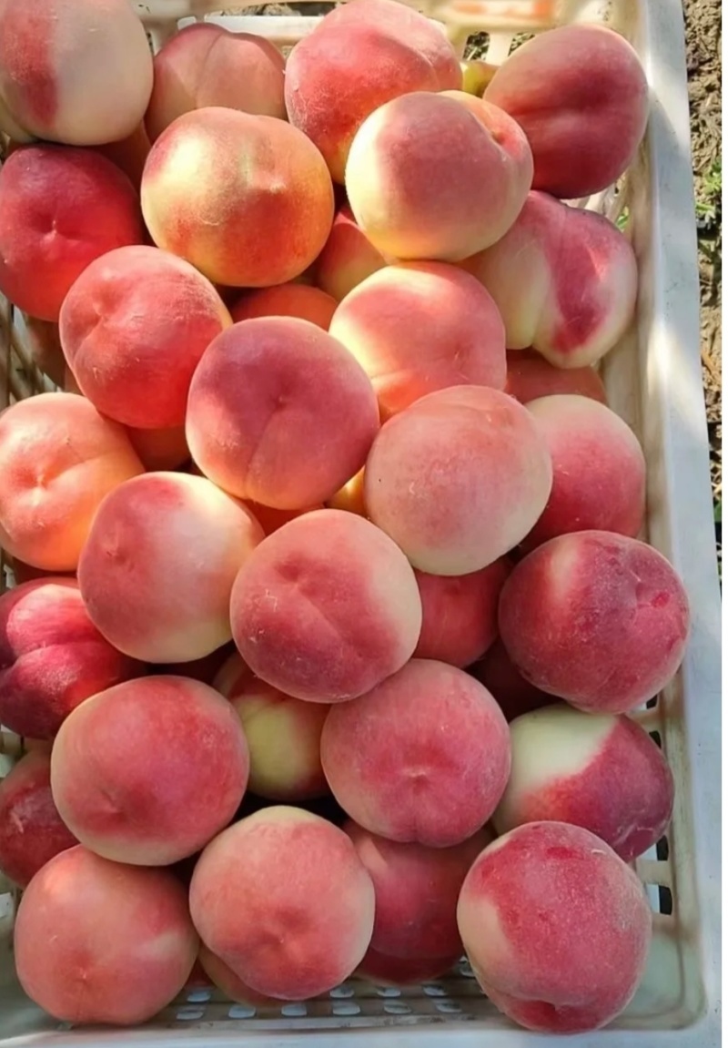 湖北精品毛桃霸王🍑突围桃/产地直发货源充足量大价优