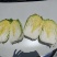 精品玲珑黄白菜一手货源产地直发欢迎采购商前来采购