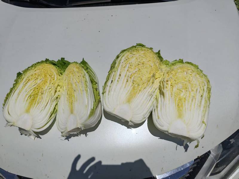 精品玲珑黄白菜一手货源产地直发欢迎采购商前来采购