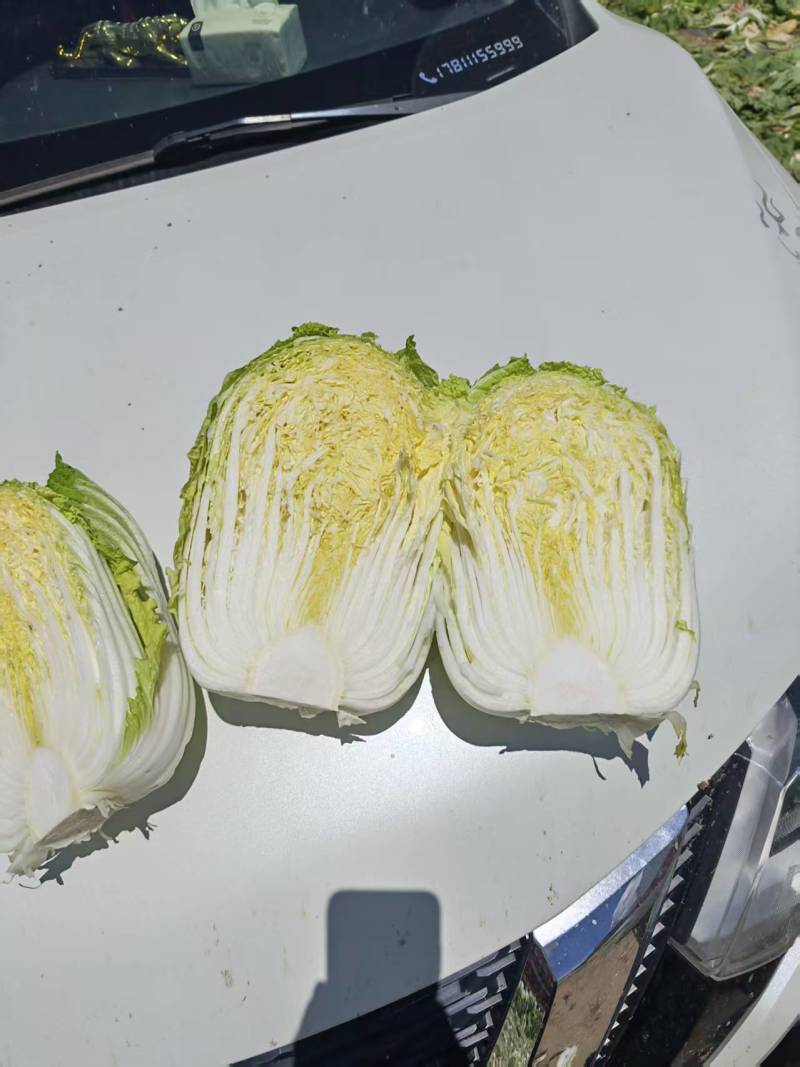 精品玲珑黄白菜一手货源产地直发欢迎采购商前来采购