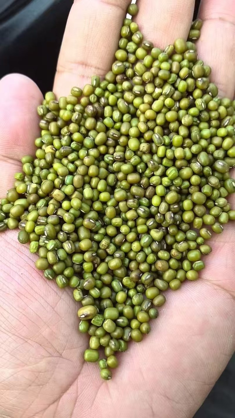 【实力推荐】绿豆产地直发量大从优可对接全国电商市场商超