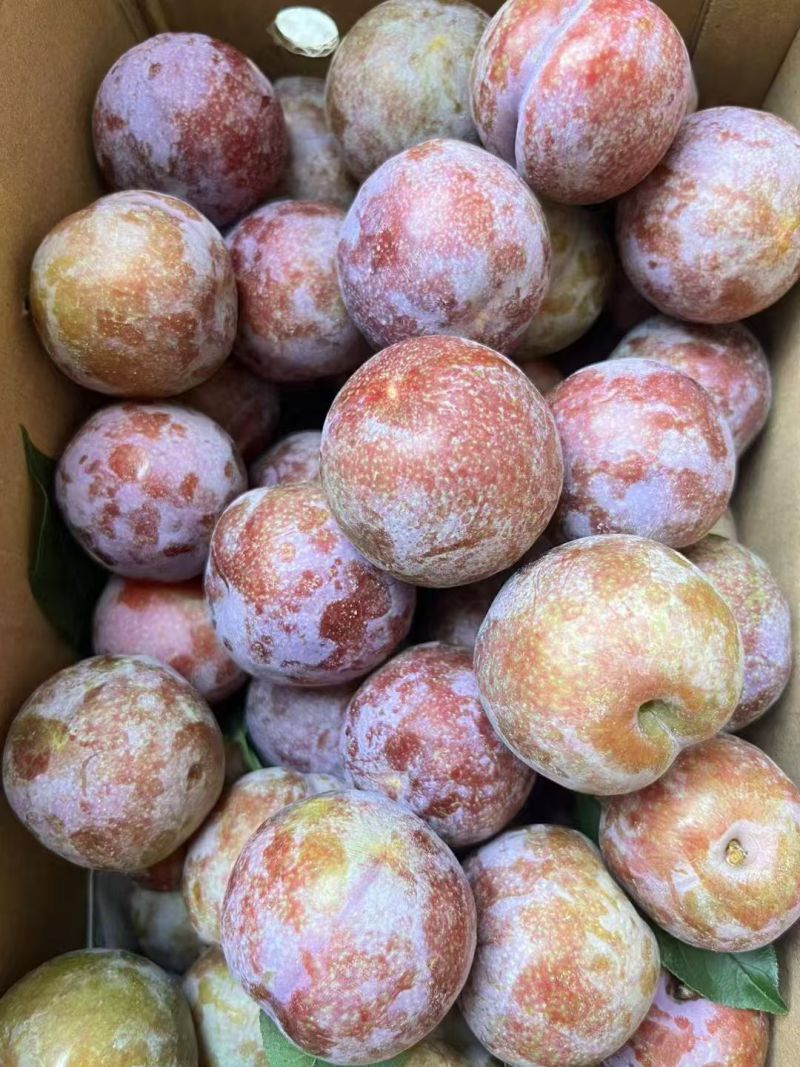 五月脆李子，精品李子，大量新鲜现货，欢迎老板效果