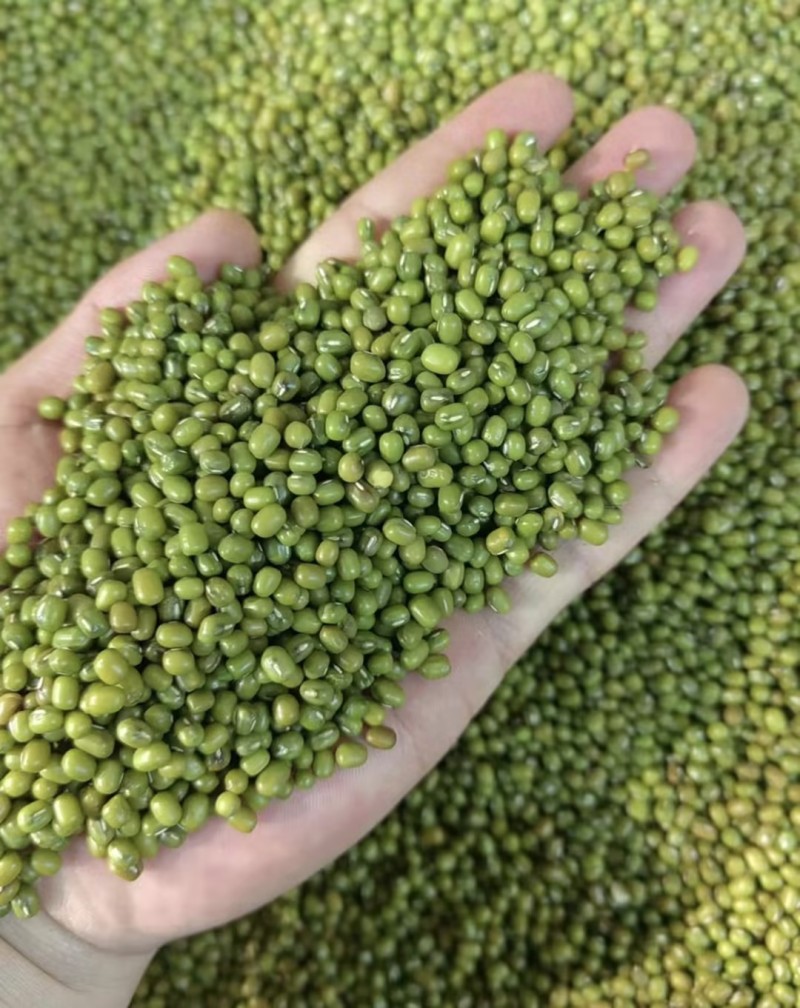 【实力推荐】绿豆产地直发量大从优可对接全国电商市场商超