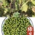 【电商对接】绿豆品质保障翠绿饱满量大从优一站式一条龙