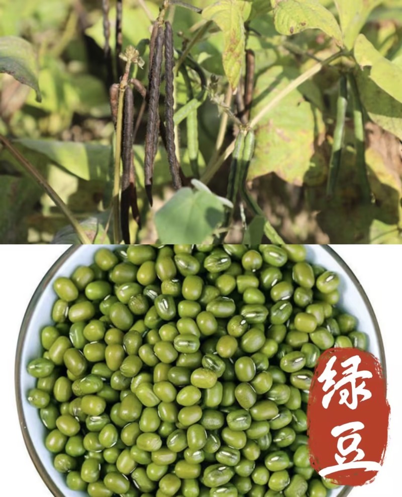 【电商对接】绿豆品质保障翠绿饱满量大从优一站式一条龙
