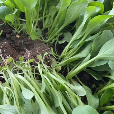 【实力推荐】鸡毛菜脆嫩清甜诚信经营，品质优先、叶绿鲜亮