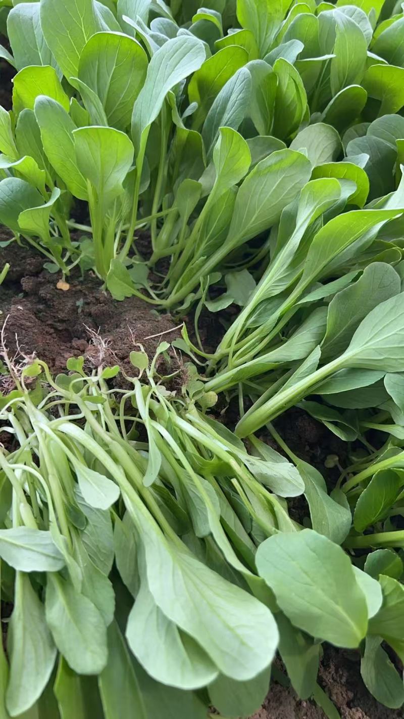 【实力推荐】鸡毛菜脆嫩清甜诚信经营，品质优先、叶绿鲜亮
